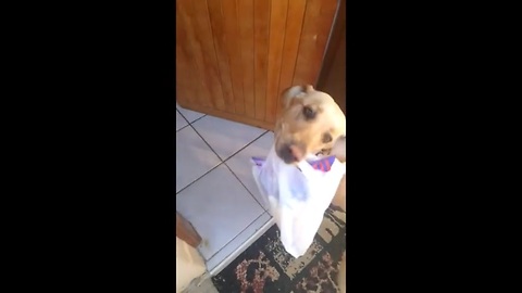 Dog extremely eager to help carry in groceries