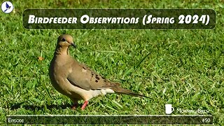 Bird Observations (Spring 2024)