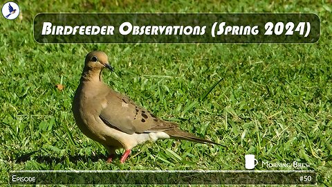 Bird Observations (Spring 2024)