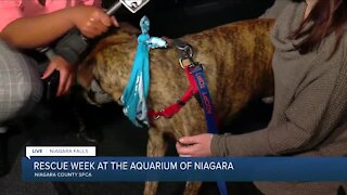 Niagara Aquarium working with Niagara SPCA to find shelter dogs their fur-ever home