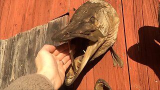 Commercial Fishermen At Sweden's Second Biggest Lake