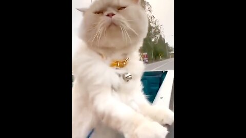 Cat hot fanny video 📹 🤣