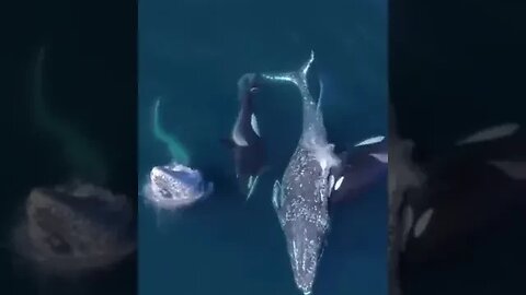 Two Whales Attacked by 30 Orcas #trending #viral