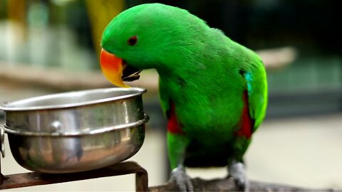 parrot He eats