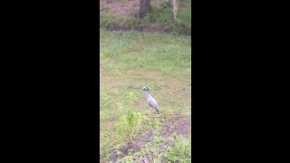 Sarasota swamp yellow crown night heron