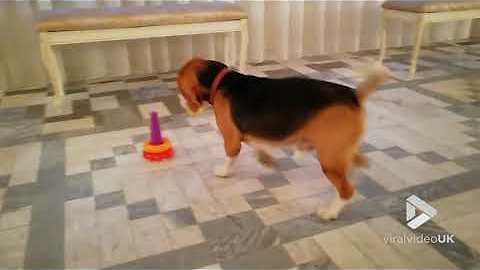 Beagle Masters The Game Of Stacking The Pyramid Rings