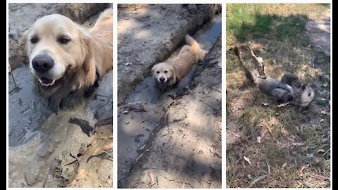 Dog Rolls on Ground After Bathing in Lane of Wet Mud