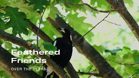Full clip of Feathered Friends Among Us (Birds)