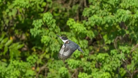 Belted Kingfisher Frame Animation, Sony A1/Sony Alpha1, 4k