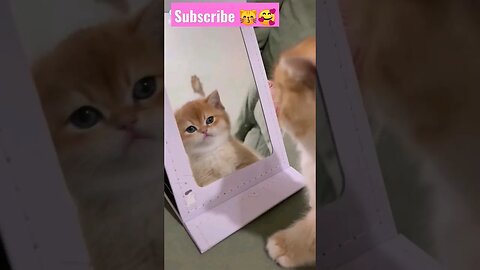 2023 So cute cat baby! What see mirror || 🥰😽|| #shortsfeed #youtubepets #catvideos
