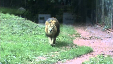 Lion at Paignton Zoo jumps up to the viewing glass