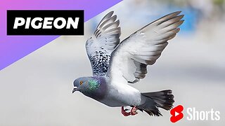 Pigeon 🕊 One Of The Most Intelligent Animals In The World #shorts