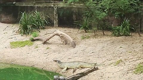 Madras Crocodile Bank Trust. #crocodile #crocodileleather #crocodilelove #turtle