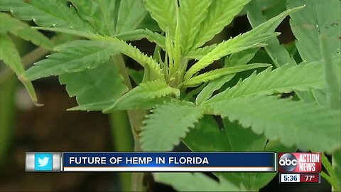 Florida's largest hemp research operation takes root