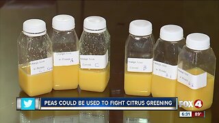 Vegetable could be used to fight citrus greening