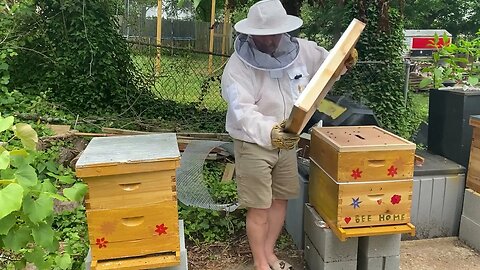 NEW BEE KEEPER INSPECTION SMALL HIVE AND SPLIT LATE MAY 2022 !
