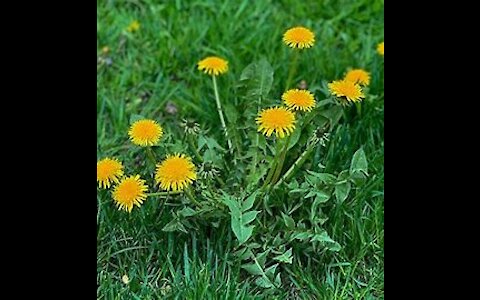 Harvesting Dandelions in Backyard: I