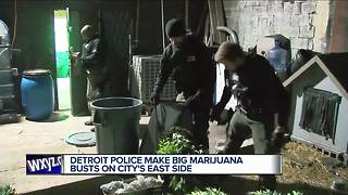 Detroit police make big marijuana busts on city's east side