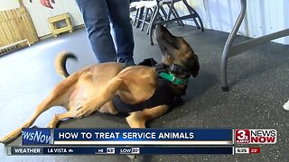 Group offers advice on how to treat service animals