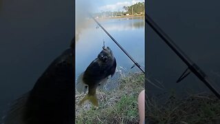 How to catch a fish in 3 seconds…