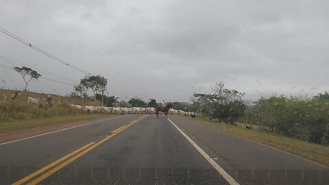 Exploring Macaé to Carapebus: Abandoned Train Station and Cattle Crossing Adventure