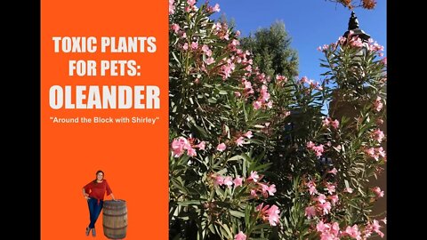 Oleander Plant : Toxic and Poisonous Plants for Pets: EdenMakers