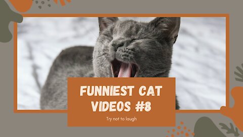 Funniest Cat Video Compilation: Try Not To Laugh Part #8 2021 😺👯