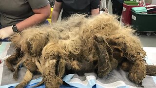'Worse case of matting I've ever seen' Dog with 9 almost pounds of hair and debris given new life