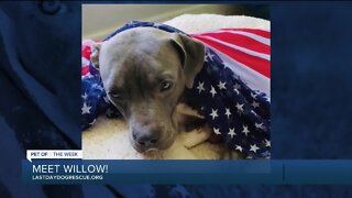 Meet Willow: Our Pet of the Week