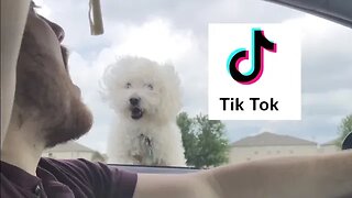 Quincy Dog TikTok Compilation!