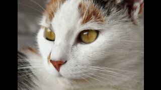 Gato gosta de “mastigar” objetos afiados