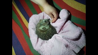 Hedgehog eats barbecue from human hands