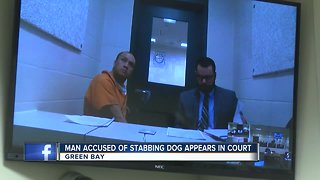 Man accused of stabbing dog appears in court