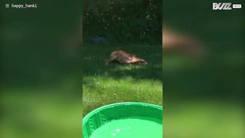 Cão fica super feliz por utilizar a piscina