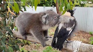 Ce koala noue une étrange amitié avec une pie