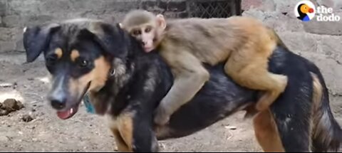 This monkey rides her dog monkey travels karta hua dog ke upar