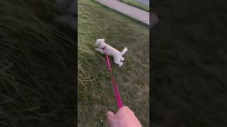 Lucy the mini golden doodle is the fearless rabbit hunter #cutepuppy