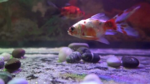 Fishes in aquarium -slow motion (2)
