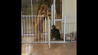Big Dog Scared To Walk Past Cat