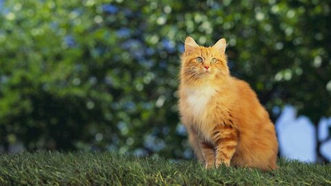 Fun Facts About Orange Cats Is Every Orange Cat Male