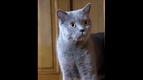 Funny reaction of cats to hysterics of one dog