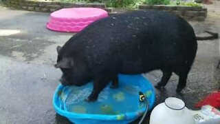 Un maiale troppo grande per la piscina
