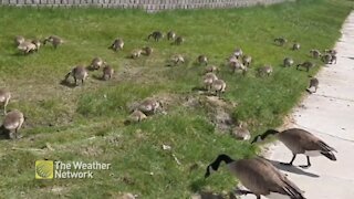 Gaggles and gaggles of new geese roam the land