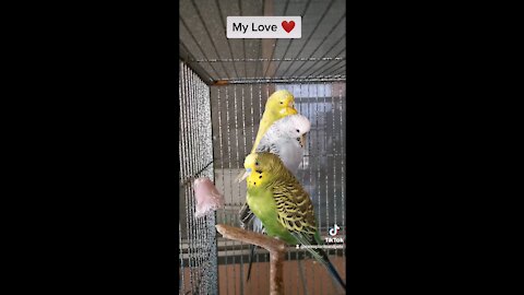 My Bird Love ❤️