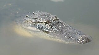 Florida alligators