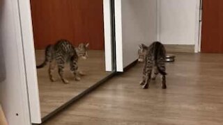 Ce chaton se bat férocement contre son propre reflet