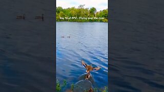 Day 12 of FPV - Flying over the river. The ducks didn't like the drone so much. Beautiful views.