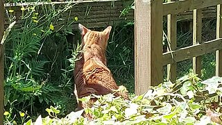 Ginger Cat in my Garden