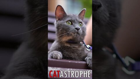 😼 #CATASTROPHE - Benchside Bliss: A Graceful Gray Cat and Loving Owner's Touch 🐈