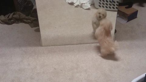 Cute Puppy Dog Plays With her Mirror Reflection